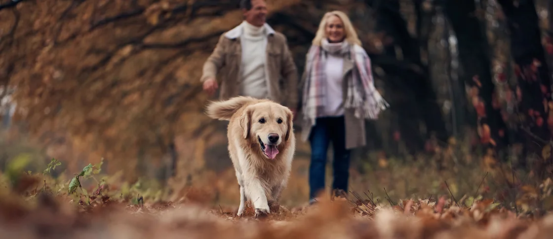 Dog friendly walks in and around Conwy